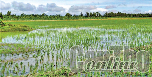 Xuống giống lúa đông xuân được 91% kế hoạch