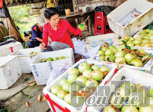 Cả nước có hơn 254.137ha cây trồng được cấp mã số vùng trồng