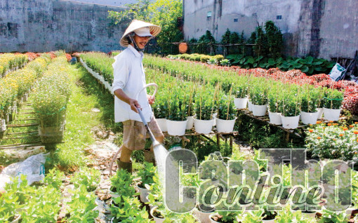 Hoa kiểng phát triển tốt, sẵn sàng phục vụ Tết