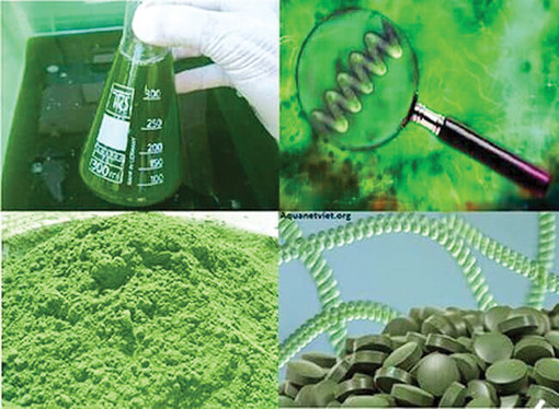 Tảo xoắn, thực phẩm thay thế thịt thân thiện với môi trường