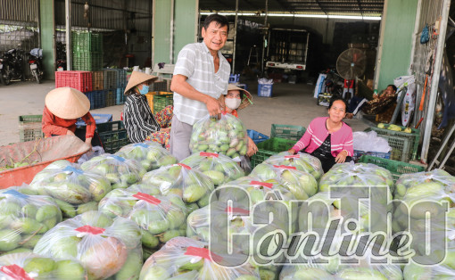 Giá xoài Đài Loan ở mức thấp