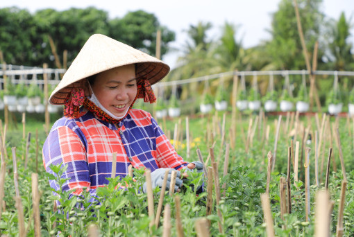 Lao động thời vụ ở các làng hoa Tết