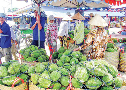 Xuất khẩu sầu riêng tăng tốc kỷ lục, song tiềm ẩn nguy cơ !