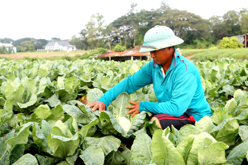 ចែក​រំលែក​ពី​របៀប​ដាំ​ស្ពៃ​ផ្កា​