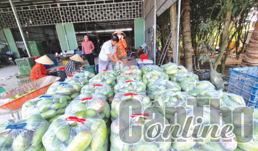 Để gắn kết giữa sản xuất và tiêu thụ nông sản