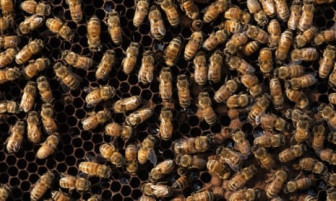 Mỹ cho phép sử dụng vaccine đầu tiên trên thế giới cho ong mật