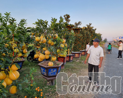 Kiểng trái có giá bán cao