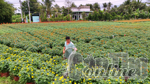 Chợ Lách vào mùa hoa Tết
