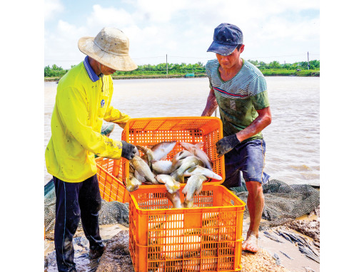 Năm nay nuôi cá khá lời