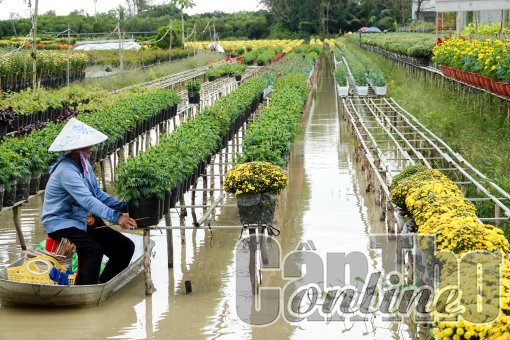 Niềm vui không trọn vẹn của nông dân “thủ phủ” cúc mâm xôi