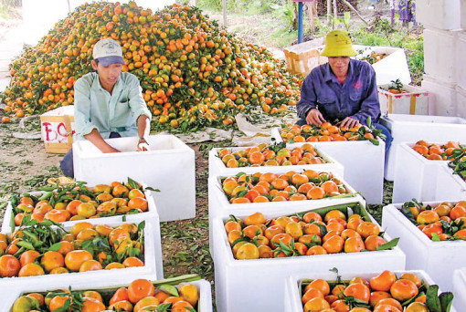 Khẩn trương cung ứng hàng hóa phục vụ Tết