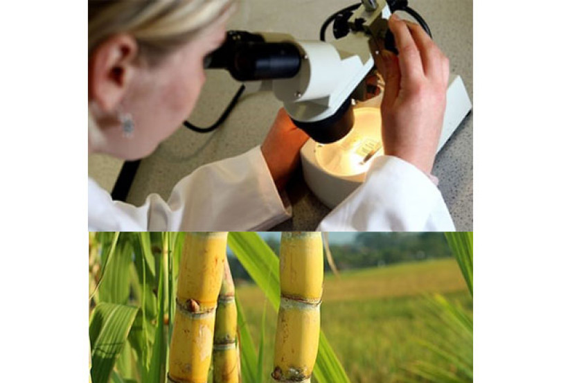 Ðộc tố thực vật - “vũ khí mới” chống vi khuẩn kháng thuốc kháng sinh