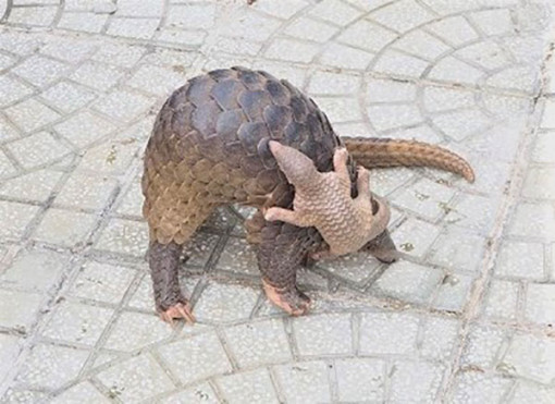 Cà Mau: Người dân tự nguyện giao nộp 2 cá thể tê tê Java quý hiếm