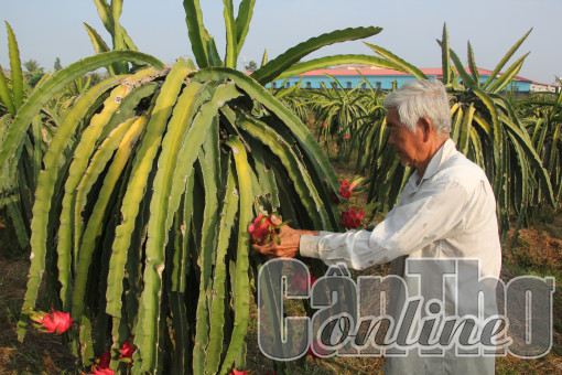 Nắm bắt xu thế, tận dụng cơ hội phát triển kinh tế nông thôn