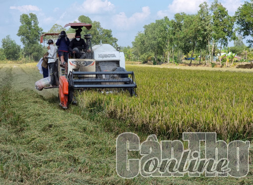 Lúa đông xuân sớm trúng mùa, giá cao