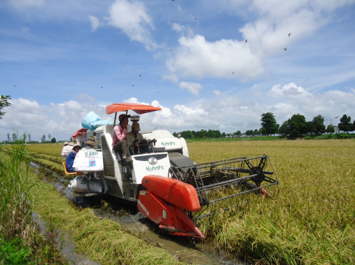 Hỗ trợ hợp tác xã nông nghiệp sản xuất, gắn với chuỗi giá trị sản phẩm chủ lực