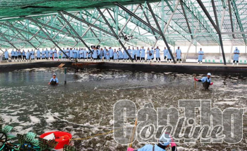 Hướng đi bền vững cho nông nghiệp đồng bằng