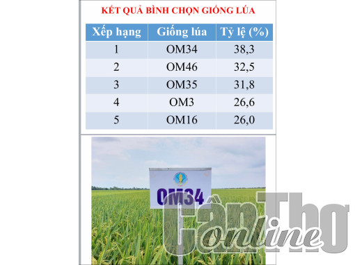 Nghiên cứu, chọn tạo các giống lúa chất lượng cao đáp ứng yêu cầu xuất khẩu