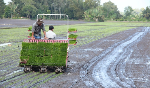 Lúa gạo đồng bằng hướng đến tăng trưởng xanh