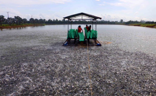 Người nuôi cá tra đạt lợi nhuận khoảng 1.000 đồng/kg