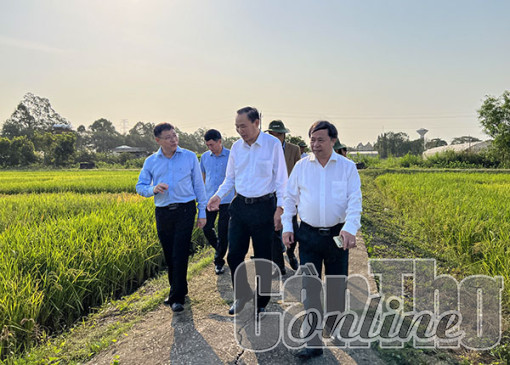 Bám sát yêu cầu thị trường để định hướng nghiên cứu, chọn tạo giống lúa phù hợp