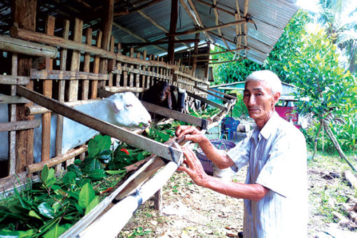 Giá dê hơi giảm