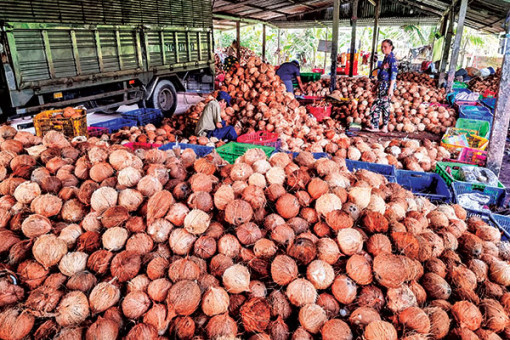 Giá dừa khô tăng