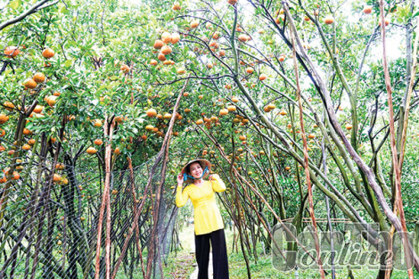 Những người trẻ thêm sắc hồng cho quýt Lai Vung