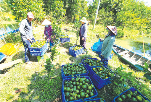 Cam sành tăng giá trở lại, giá lúa giảm nhẹ, giá cá tra tăng lên mức cao