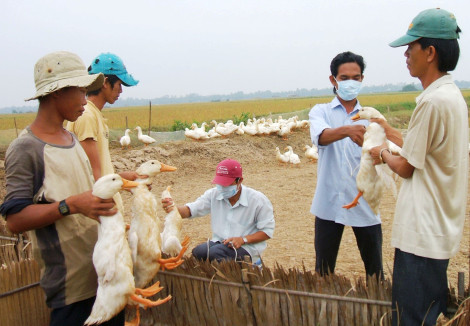ĐBSCL siết chặt kiểm soát dịch cúm gia cầm H5N1