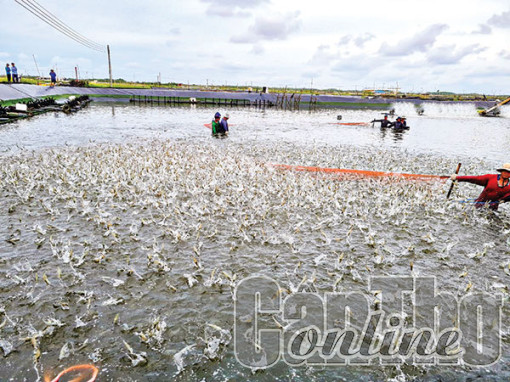 Ðảm bảo an toàn, chất lượng cho ngành hàng tôm