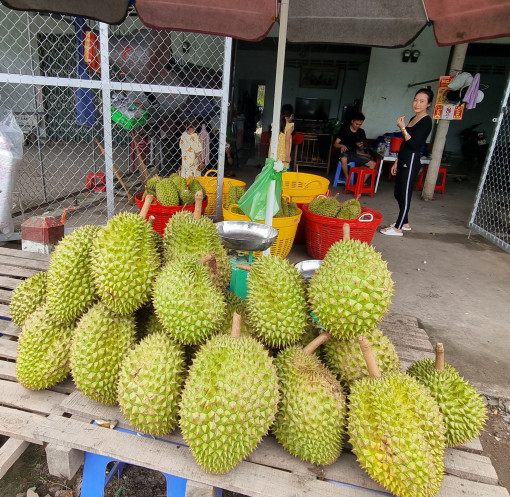 Giá sầu riêng giảm