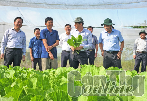 Lãnh đạo thành phố kiểm tra, khảo sát mô hình kinh tế và công trình, dự án tại quận Cái Răng