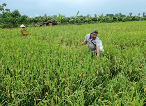 Hưởng ứng Đề án phát triển bền vững 1 triệu héc-ta chuyên lúa chất lượng cao, tăng trưởng xanh vùng ĐBSCL
