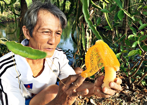 Trồng nấm nữ hoàng ở vùng ngập mặn