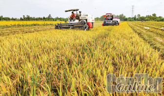 Triển vọng tăng thu nhập cho nông dân trồng lúa