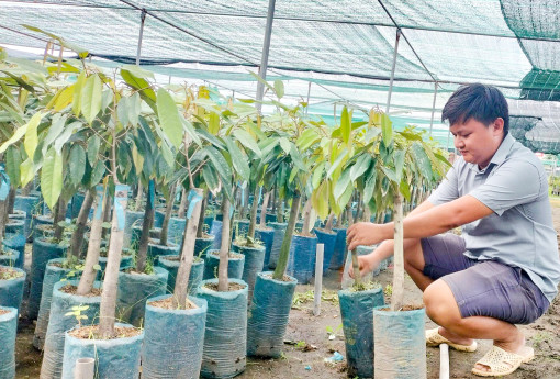 Giá mít và sầu riêng giống tăng cao