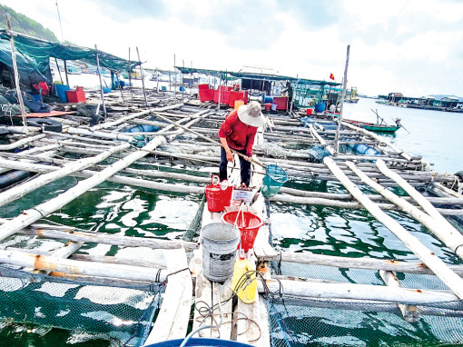 Người nuôi cá lồng bè trên biển với niềm vui nhân đôi