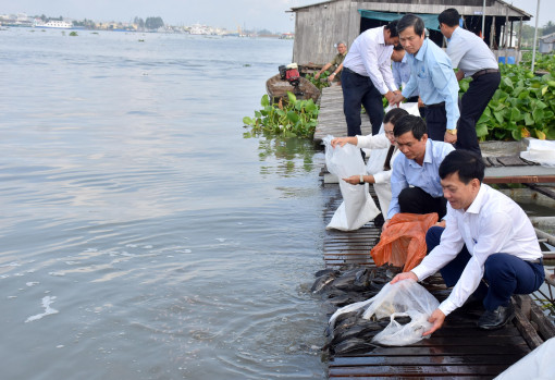 Thả cá giống tái tạo nguồn lợi thủy sản