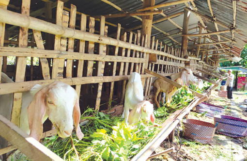 Dê hơi giảm giá, giá heo hơi ở mức thấp, giá vịt thịt tăng cao