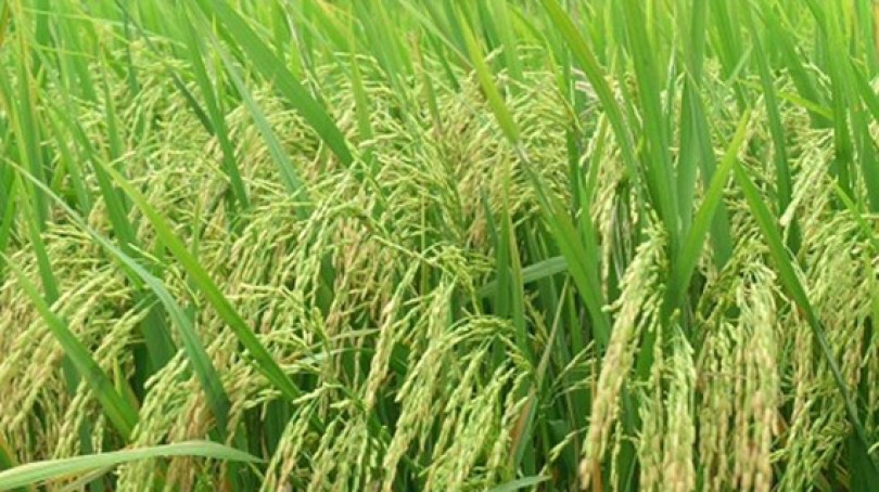 Research institute, agri-business cooperate in developing purebred rice varieties