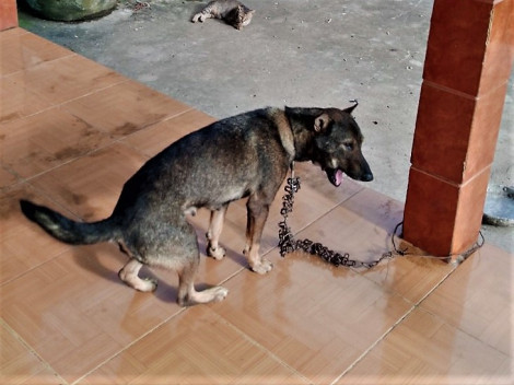 Cà Mau: Chó dại cắn liên tiếp 3 người