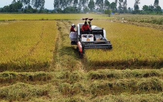 Nỗ lực nâng cao hiệu quả sản xuất lúa gạo