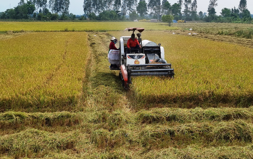 Nỗ lực nâng cao hiệu quả sản xuất lúa gạo