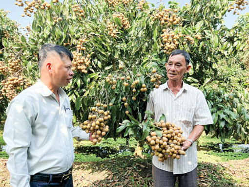 Phong Ðiền nhân rộng mô hình kinh tế tập thể