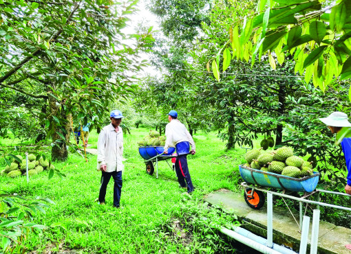 Sầu riêng giảm giá mạnh, giá ớt chỉ thiên giảm, giá dưa hấu tăng