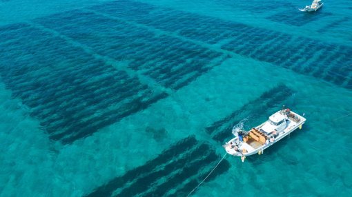 Bí quyết sống trường thọ như người dân đảo Okinawa Nhật Bản