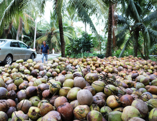 Giá dừa khô tăng mạnh