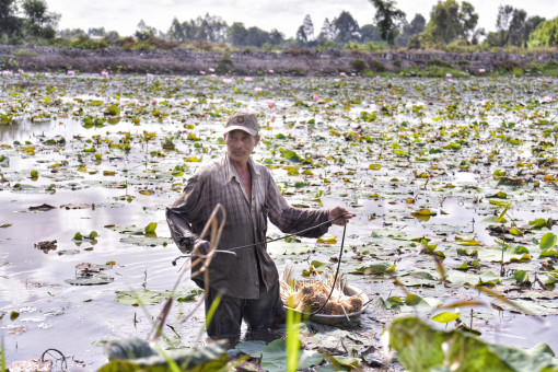 Giải pháp phát triển bền vững cho cây sen