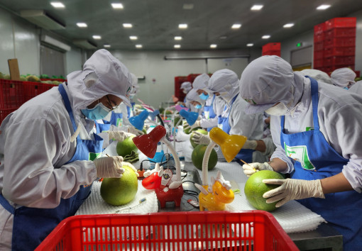 Định vị nông nghiệp xanh, “Made in Việt Nam” cho đất Chín Rồng